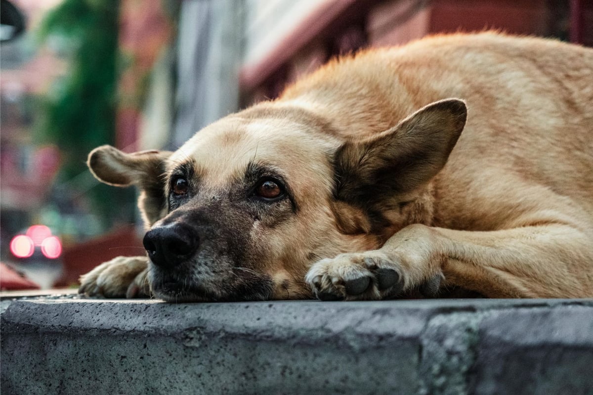 Tan dog lying on concrete surface with head resting down, looking tired or sad with blurred colorful background